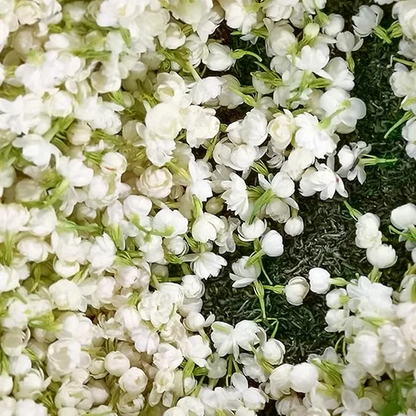 🌸 Last Day 49% OFF – Winter-Friendly Hanging Jasmine—Dreamy Indoor Flower🌿❄️